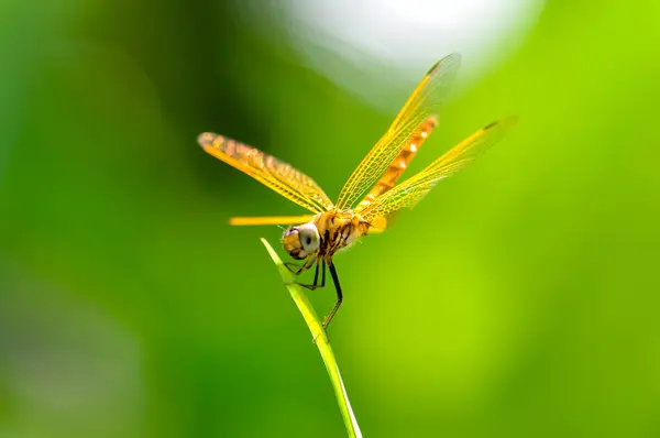 Eine Gelbe Libelle Sitzt Auf Einem Grünen Ast Makro — Stockfoto