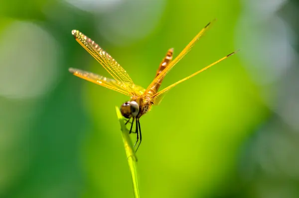 Yellow Dragonfly Sits Green Branch Macro — Stock Photo, Image