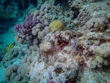 Kızıl Deniz 'in mercan kayalıklarında kamufle olmuş balıklar.