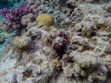 Kızıl Deniz 'in mercan kayalıklarında kamufle olmuş balıklar.