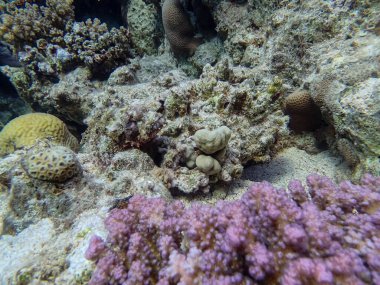 Kızıl Deniz 'in mercan kayalıklarında kamufle olmuş balıklar.