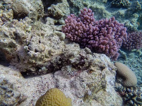 Peixes Camuflados Recife Coral Mar Vermelho — Fotografia de Stock