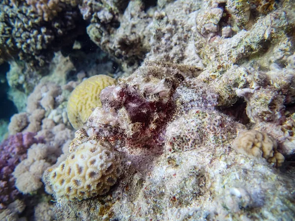 Poissons Camouflés Dans Récif Corallien Mer Rouge — Photo