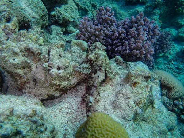 红海珊瑚礁内的伪装鱼 — 图库照片
