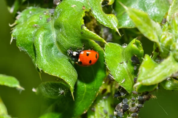 Little Ladybug Sits Green Leaf — Stock Photo, Image