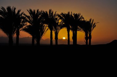 Mısır 'da günbatımı ve arka planda palmiye ağaçları