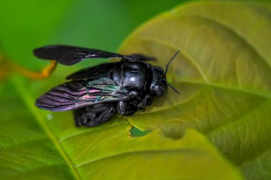 Xylocopa latipes, Tayland ormanında yeşil bir yaprağın üzerinde bulunur.