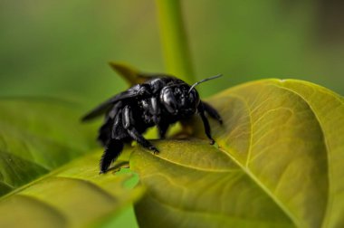 Xylocopa latipes, Tayland ormanında yeşil bir yaprağın üzerinde bulunur.