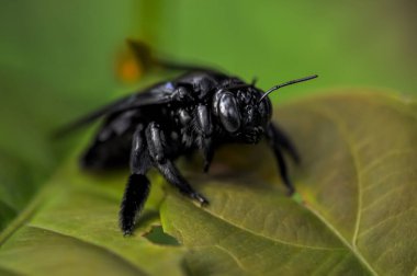 Xylocopa latipes, Tayland ormanında yeşil bir yaprağın üzerinde bulunur.