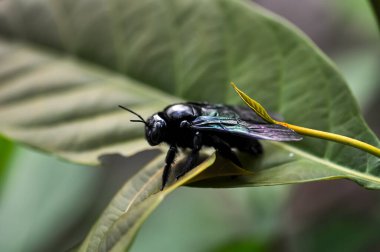 Xylocopa latipes, Tayland ormanında yeşil bir yaprağın üzerinde bulunur.