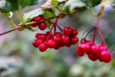 Harkov 'da bir sonbahar caddesinde kırmızı viburnum