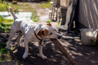 Jack Russell Terrier cinsinden bir köpek bir sopa çiğniyor