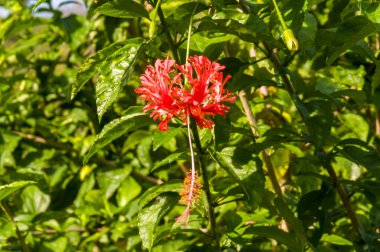 Hibiscus şizofetalus ormanda Phuket adasında