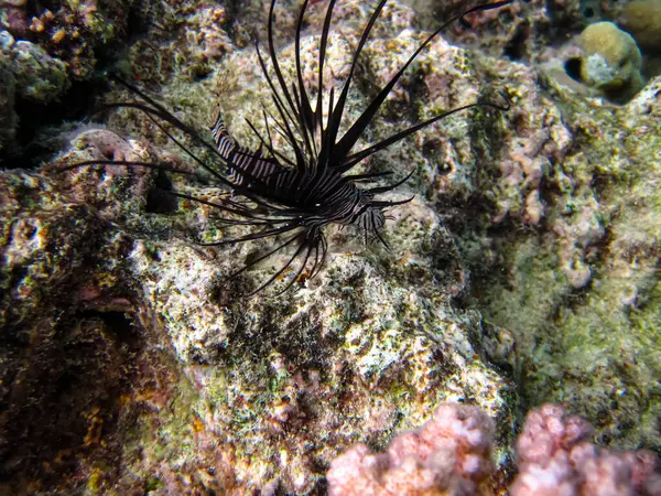 Hermoso Pez León Color Oscuro Arrecife Coral Del Mar Rojo —  Fotos de Stock