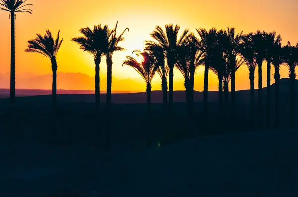 Coucher Soleil Egypte Avec Des Palmiers Arrière Plan — Photo