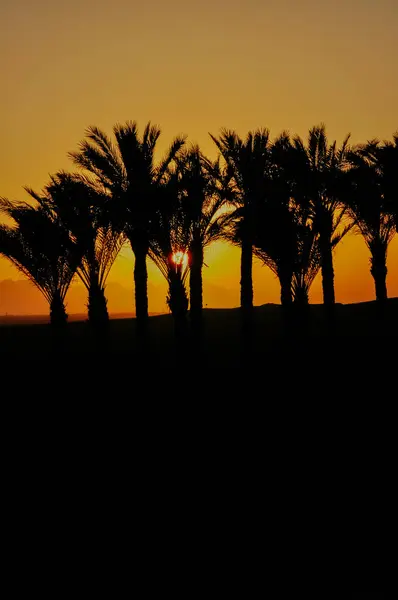 Coucher Soleil Egypte Avec Des Palmiers Arrière Plan — Photo