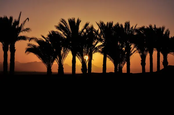 Ηλιοβασίλεμα Στην Αίγυπτο Φοίνικες Στο Παρασκήνιο — Φωτογραφία Αρχείου