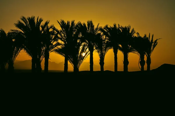 Закат Египте Пальмами Заднем Плане — стоковое фото
