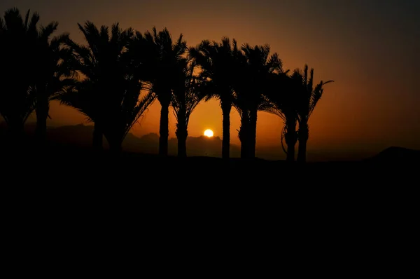 Захід Сонця Єгипті Пальмами Задньому Плані — стокове фото