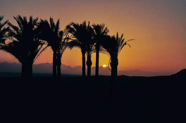 Sonnenuntergang Ägypten Mit Palmen Hintergrund — Stockfoto