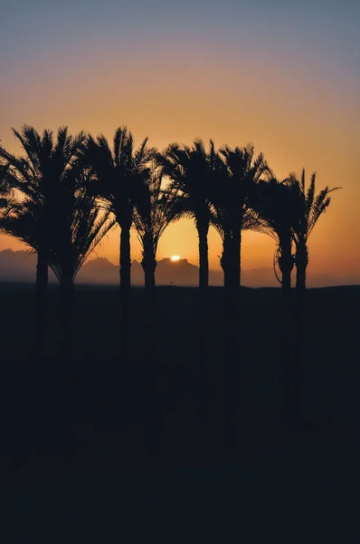 Sunset Egypt Palm Trees Background — Stock Photo, Image