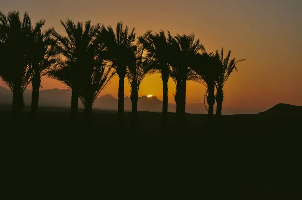 Захід Сонця Єгипті Пальмами Задньому Плані — стокове фото
