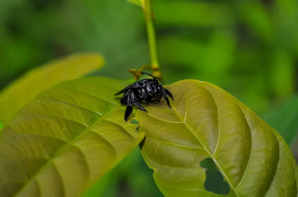 Xylocopa Latipes Asienta Sobre Una Hoja Verde Selva Tailandia — Foto de Stock