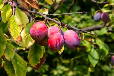 bir ağaç dalı üzerinde olgun Erik