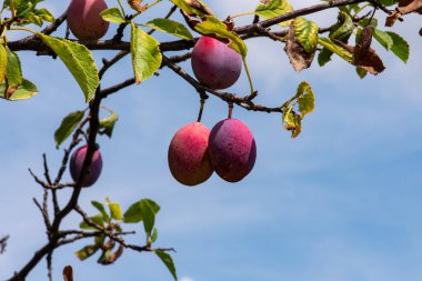bir ağaç dalı üzerinde olgun Erik