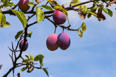 bir ağaç dalı üzerinde olgun Erik