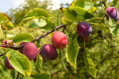 bir ağaç dalı üzerinde olgun Erik