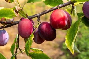 bir ağaç dalı üzerinde olgun Erik
