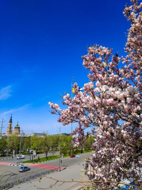 Harkov 'un merkezinde çiçek açan manolya