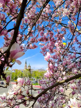 Harkov 'un merkezinde çiçek açan manolya