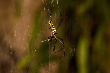 Trichonephila clavata Phuket ormanında bir örümcek ağında