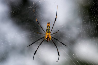 Trichonephila clavata Phuket ormanında bir örümcek ağında