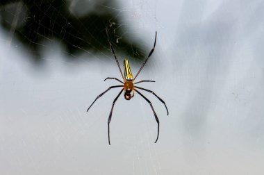 Trichonephila clavata Phuket ormanında bir örümcek ağında