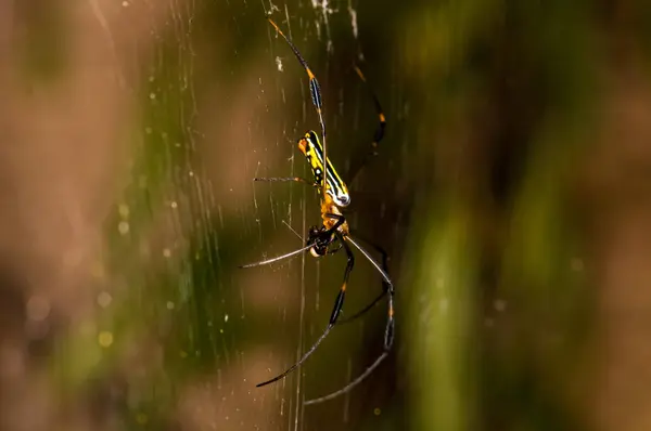 Trichonephila Clavata Spider Web Phuket Jungle — Stock Photo, Image