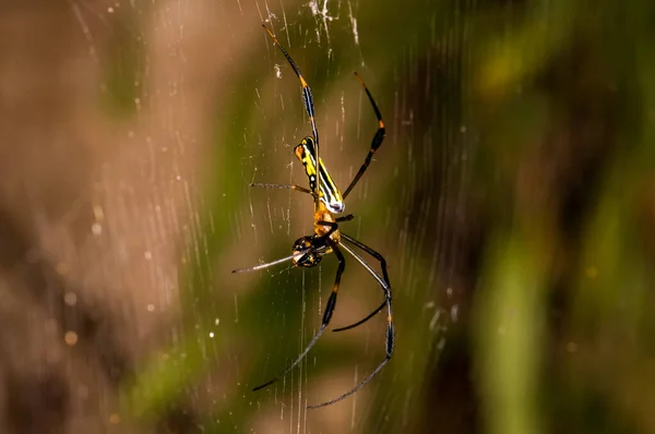Trichonephila Clavata Έναν Ιστό Αράχνης Στη Ζούγκλα Του Πουκέτ — Φωτογραφία Αρχείου