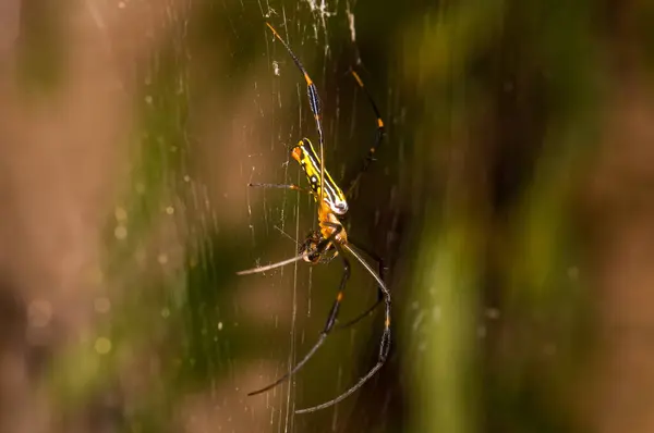 Trichonephila Clavata Phuket Ormanında Bir Örümcek Ağında — Stok fotoğraf