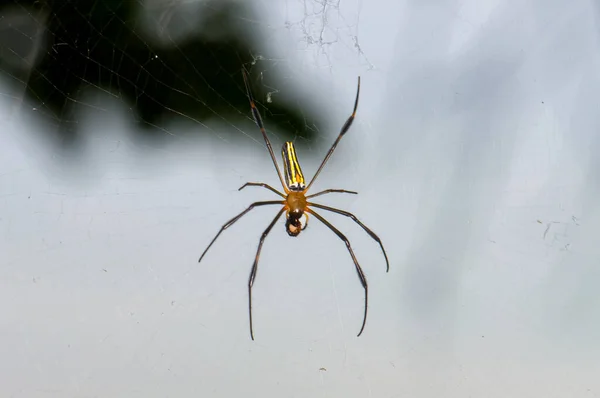 Trichonephila Clavata Auf Einem Spinnennetz Dschungel Von Phuket — Stockfoto
