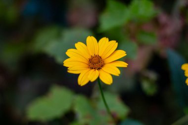 Heliopsis helianthoidleri Kharkov 'da bir sonbahar caddesinde