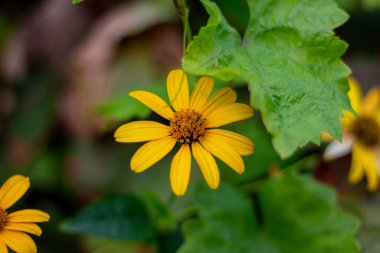 Heliopsis helianthoidleri Kharkov 'da bir sonbahar caddesinde