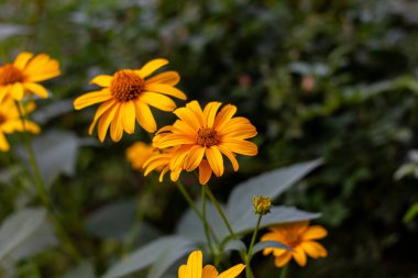 Heliopsis helianthoidleri Kharkov 'da bir sonbahar caddesinde