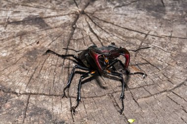 Devrilmiş bir ağaçta büyük siyah bir geyik böceği oturuyor..