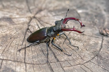 Devrilmiş bir ağaçta büyük siyah bir geyik böceği oturuyor..