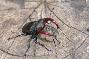 Devrilmiş bir ağaçta büyük siyah bir geyik böceği oturuyor..