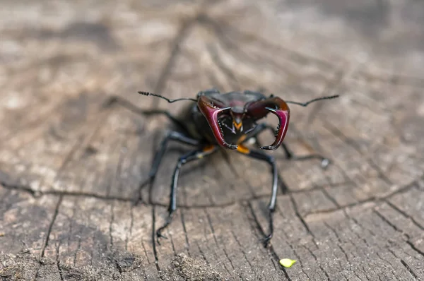 Devrilmiş Bir Ağaçta Büyük Siyah Bir Geyik Böceği Oturuyor — Stok fotoğraf