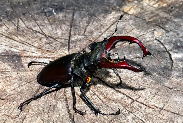 Devrilmiş Bir Ağaçta Büyük Siyah Bir Geyik Böceği Oturuyor — Stok fotoğraf