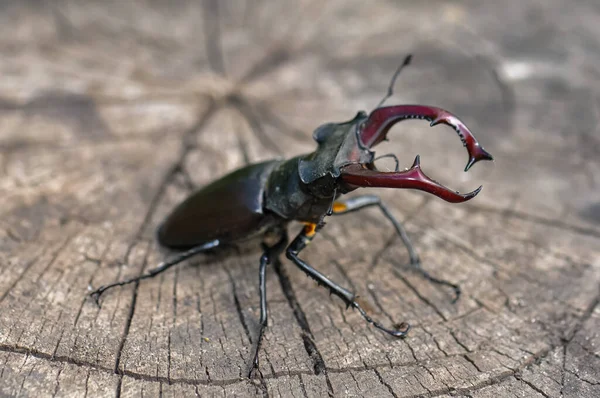 Gran Escarabajo Negro Ciervo Sienta Árbol Caído —  Fotos de Stock